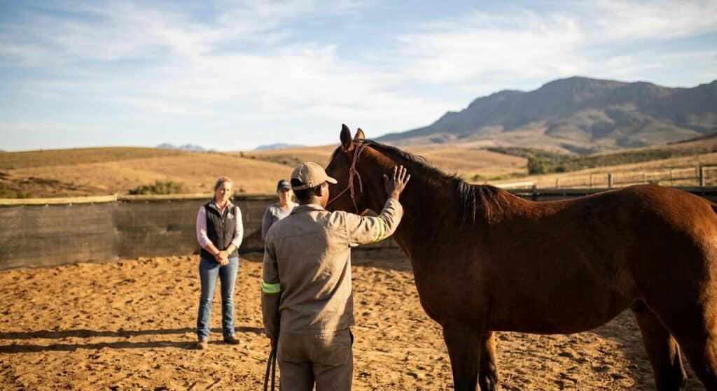 Read more about the article Equine Therapy Addiction Treatment in SA: 2026 Verdicts
